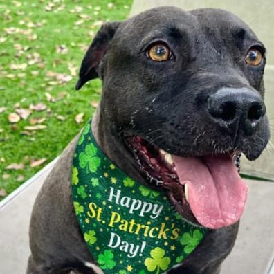 Lacey, a Adoptable mixed breed in Palm Harbor, FL image 3/6