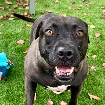 Lacey, a Adoptable mixed breed in Palm Harbor, FL image 5/6