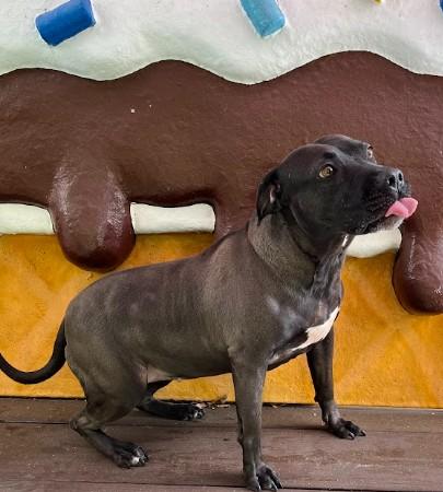 Lacey, a Adoptable mixed breed in Palm Harbor, FL image 6/6