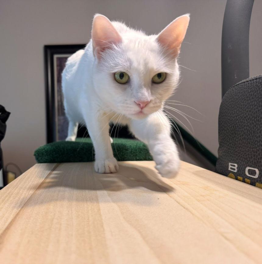 Finn and Lilla, Adoptable, Adult Male Nebelung.