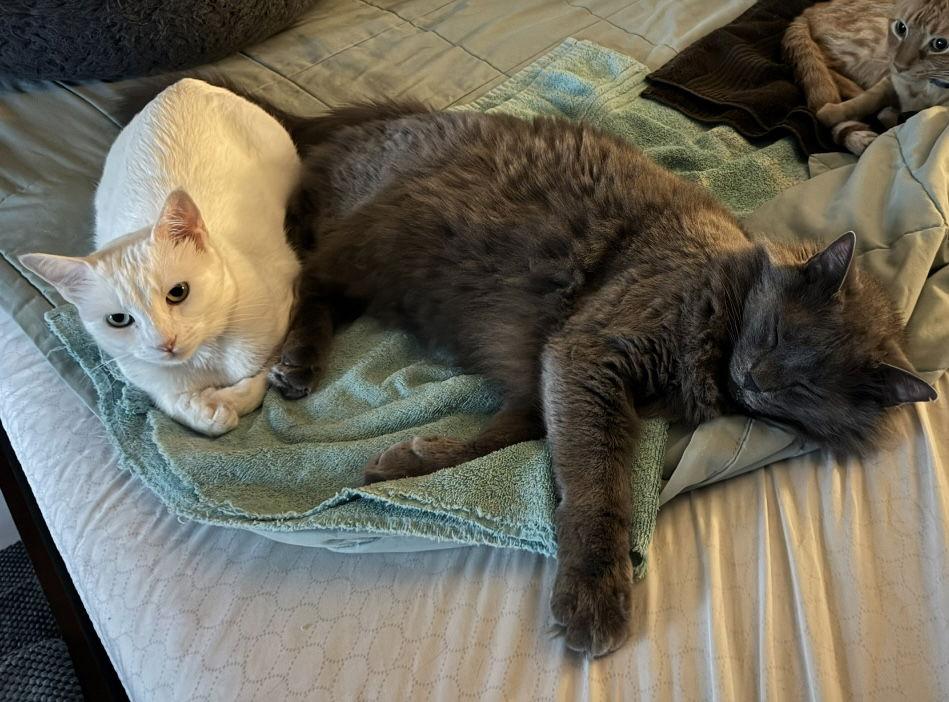 Finn and Lilla, a Adoptable Nebelung in Irving, TX image 2/3