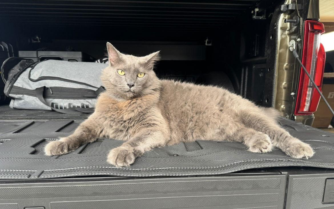 Finn and Lilla, a Adoptable Nebelung in Irving, TX image 3/3