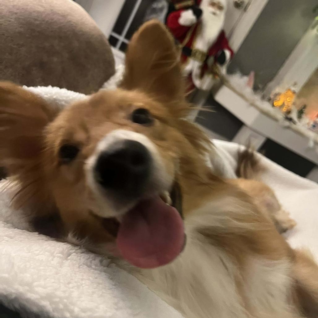 Enlarge Chestnut, a Adoptable Mixed Breed in Oxford, ME image 1/6