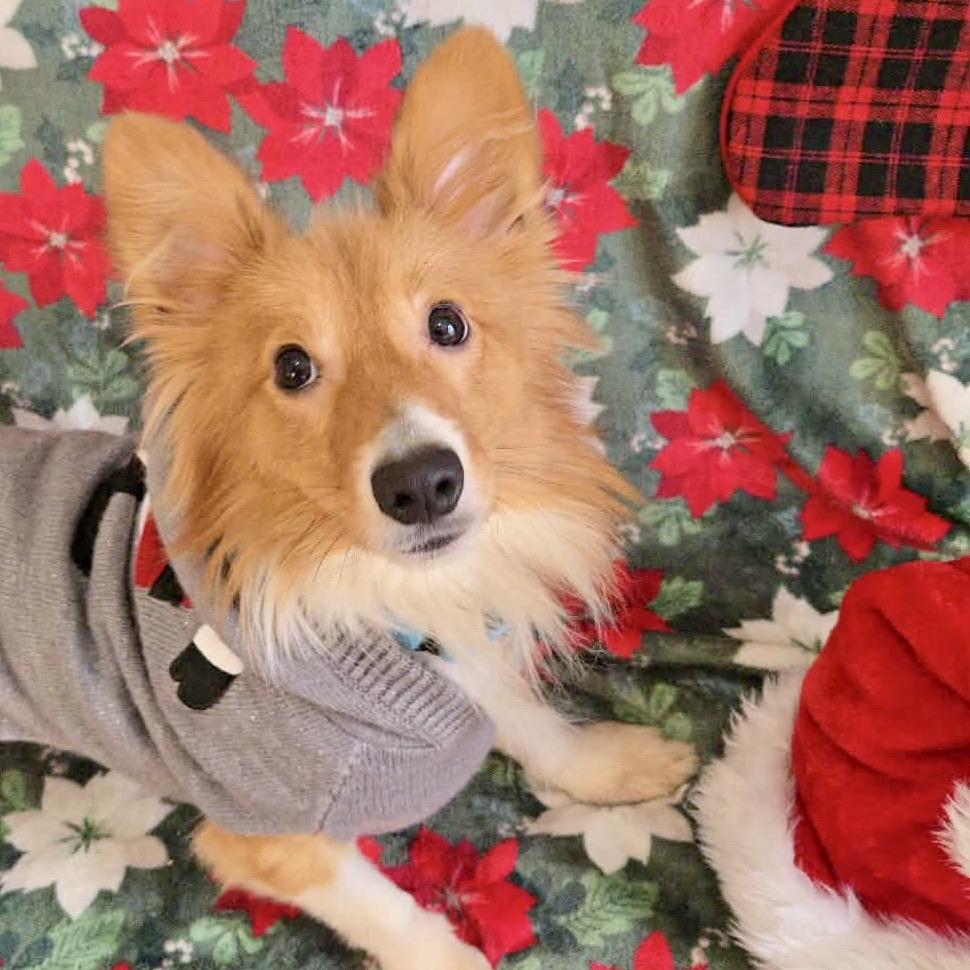 Enlarge Chestnut, a Adoptable Mixed Breed in Oxford, ME image 2/6