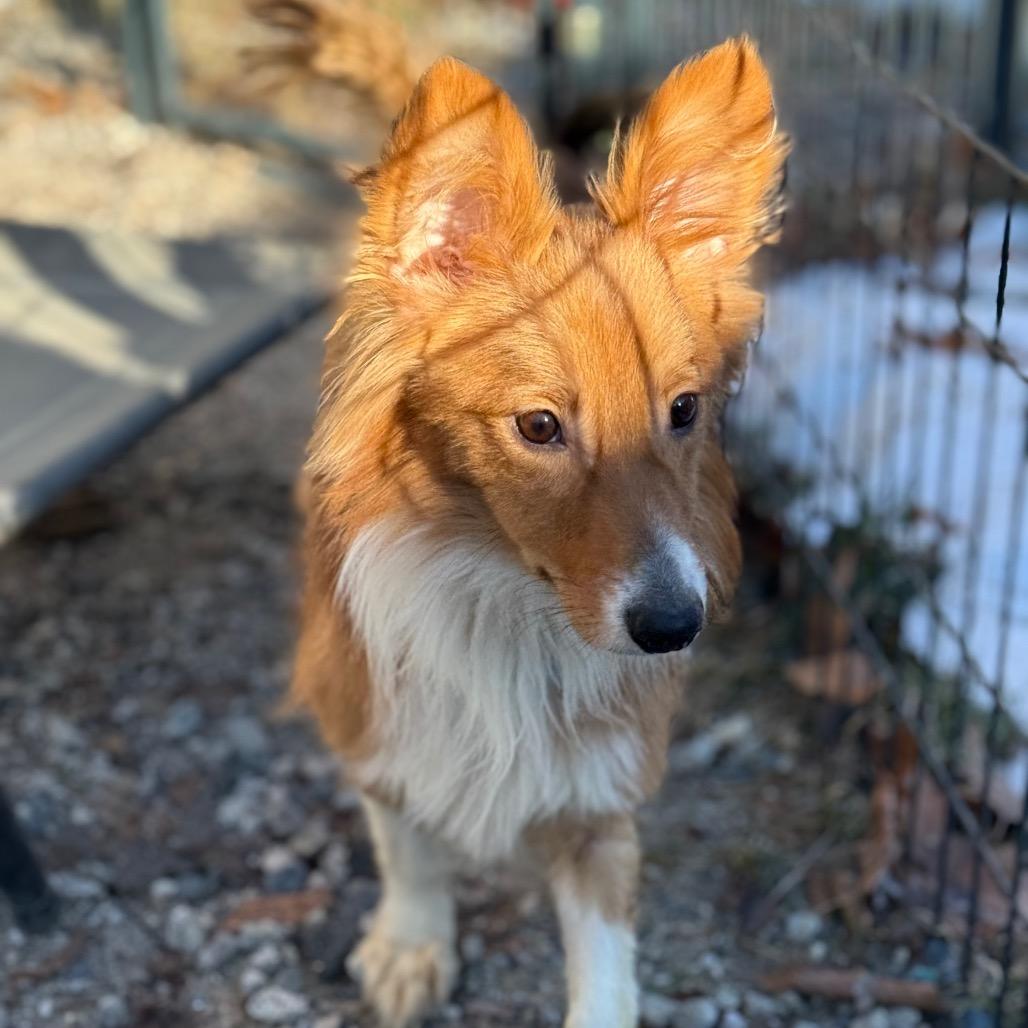 Enlarge Chestnut, a Adoptable Mixed Breed in Oxford, ME image 4/6