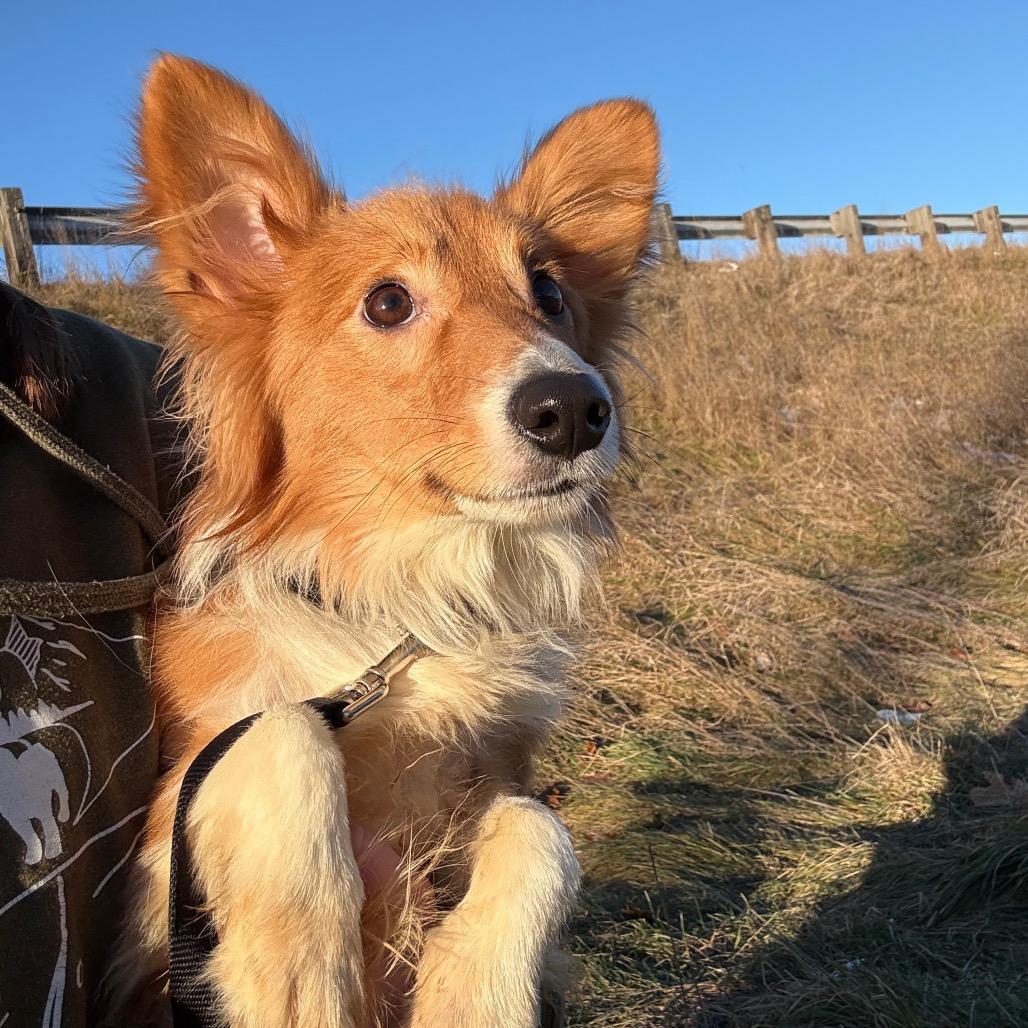 Enlarge Chestnut, a Adoptable Mixed Breed in Oxford, ME image 5/6