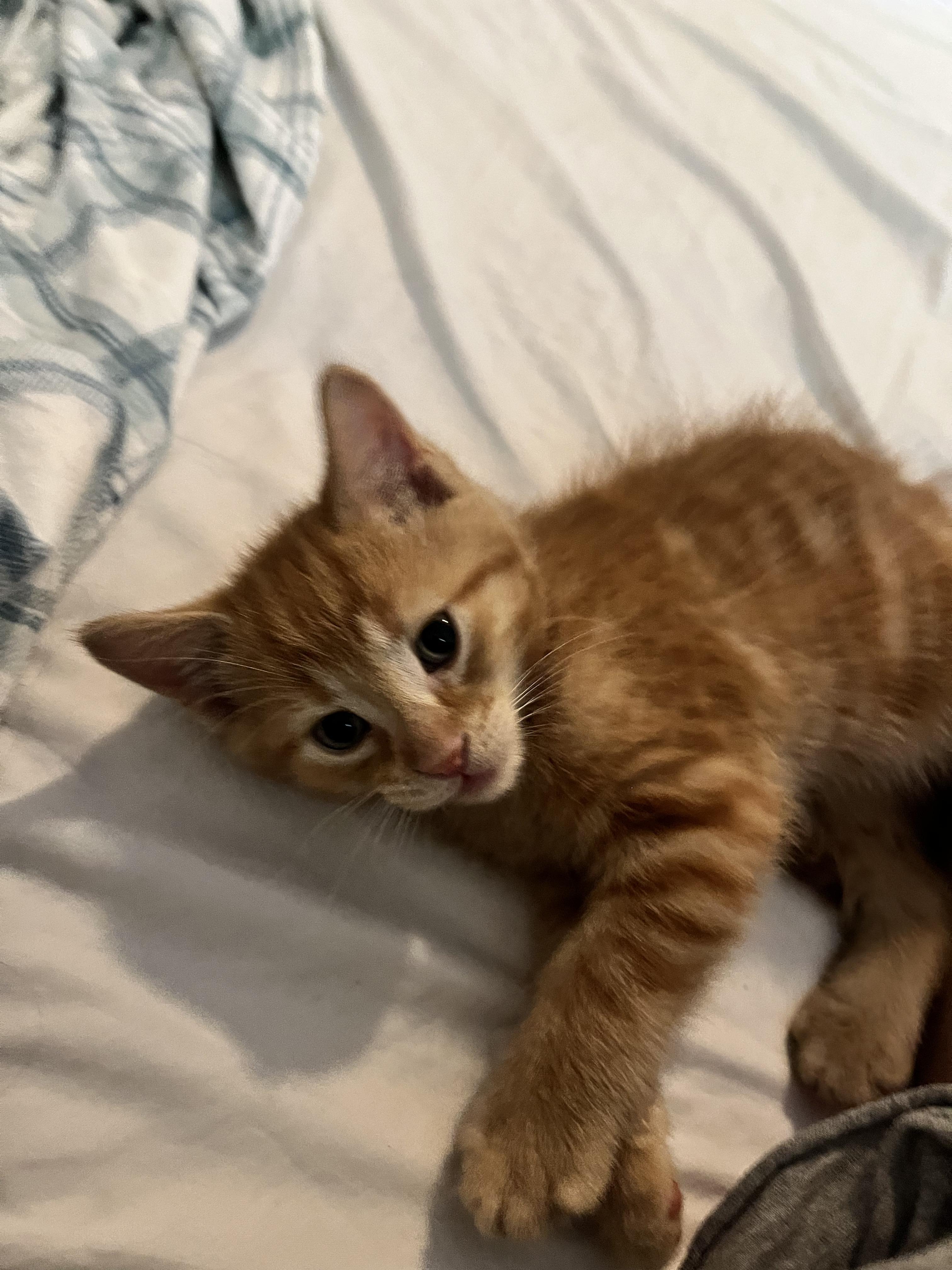FRANKLIN, an adoption pending Domestic Short Hair in Tillsonburg, ON image 2/5