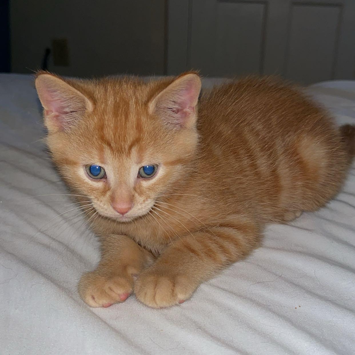 FRANKLIN, an adoption pending Domestic Short Hair in Tillsonburg, ON image 1/5