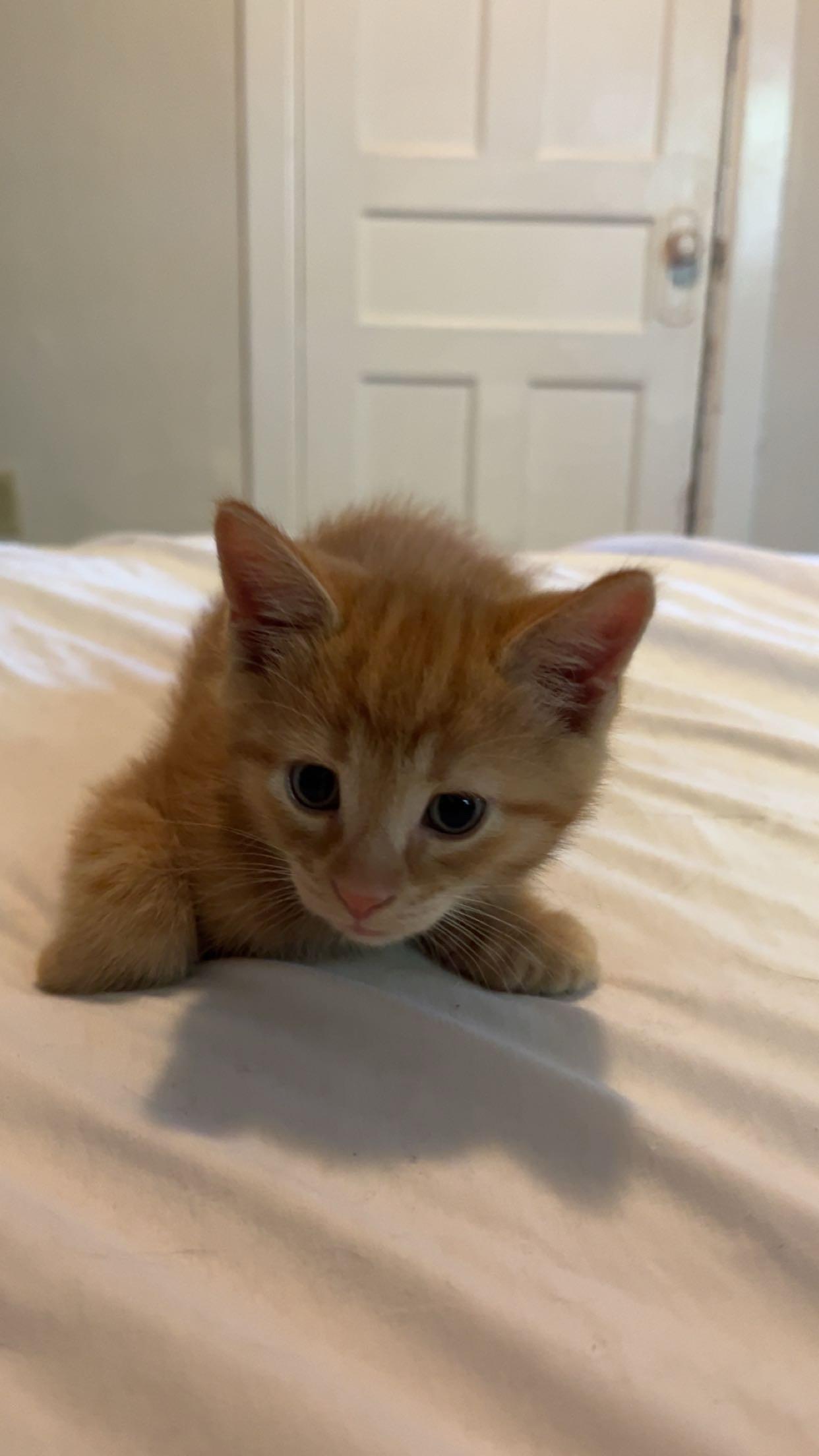 FRANKLIN, an adoption pending Domestic Short Hair in Tillsonburg, ON image 3/5