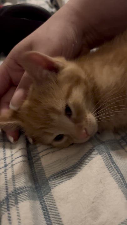 Enlarge FRANKLIN, an adoption pending Domestic Short Hair in Tillsonburg, ON video 4/5