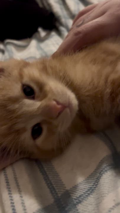 Enlarge FRANKLIN, an adoption pending Domestic Short Hair in Tillsonburg, ON video 5/5
