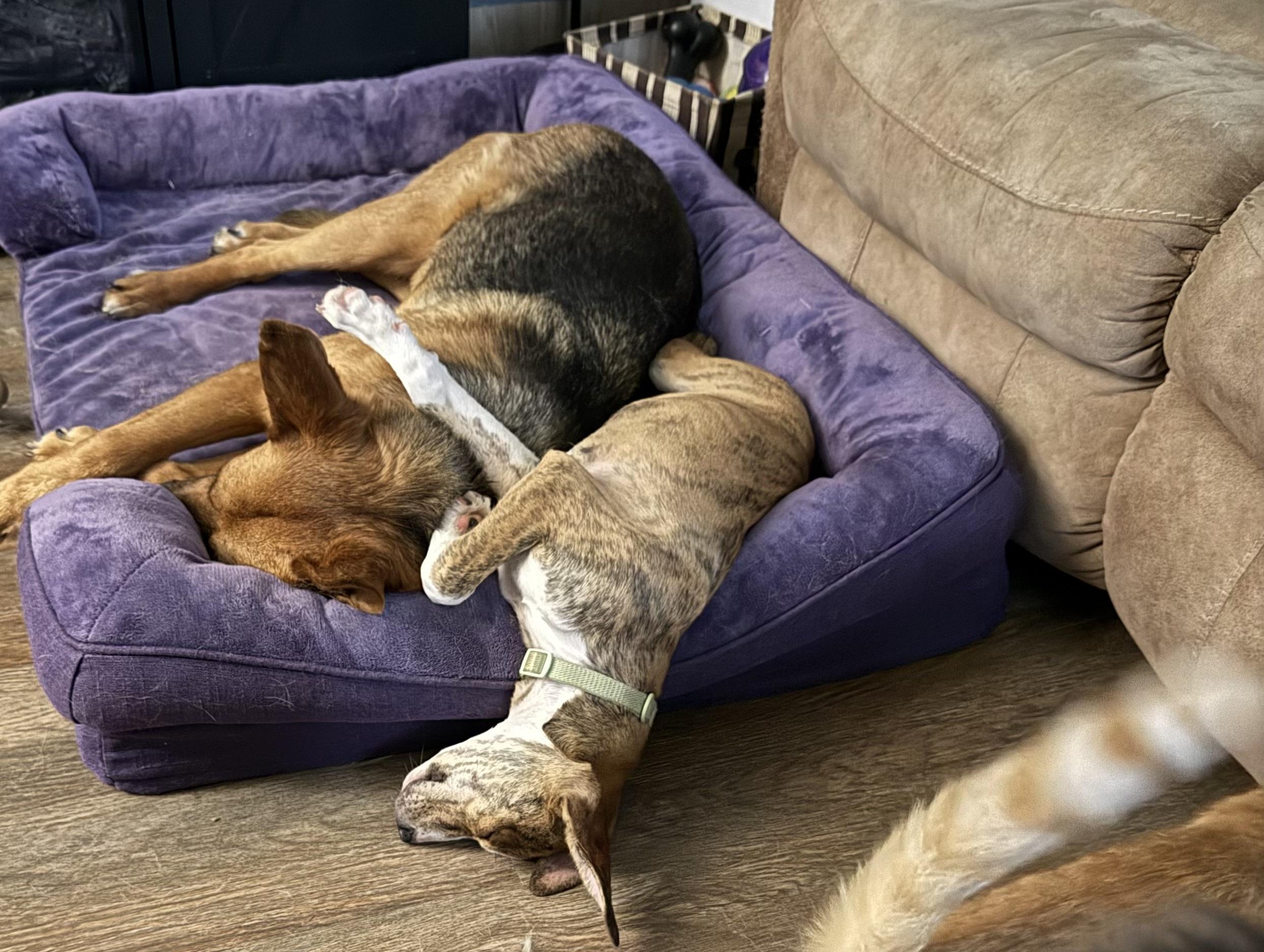 Enlarge Jasmine, a ADOPTABLE mixed breed in Corydon, IN image 2/6