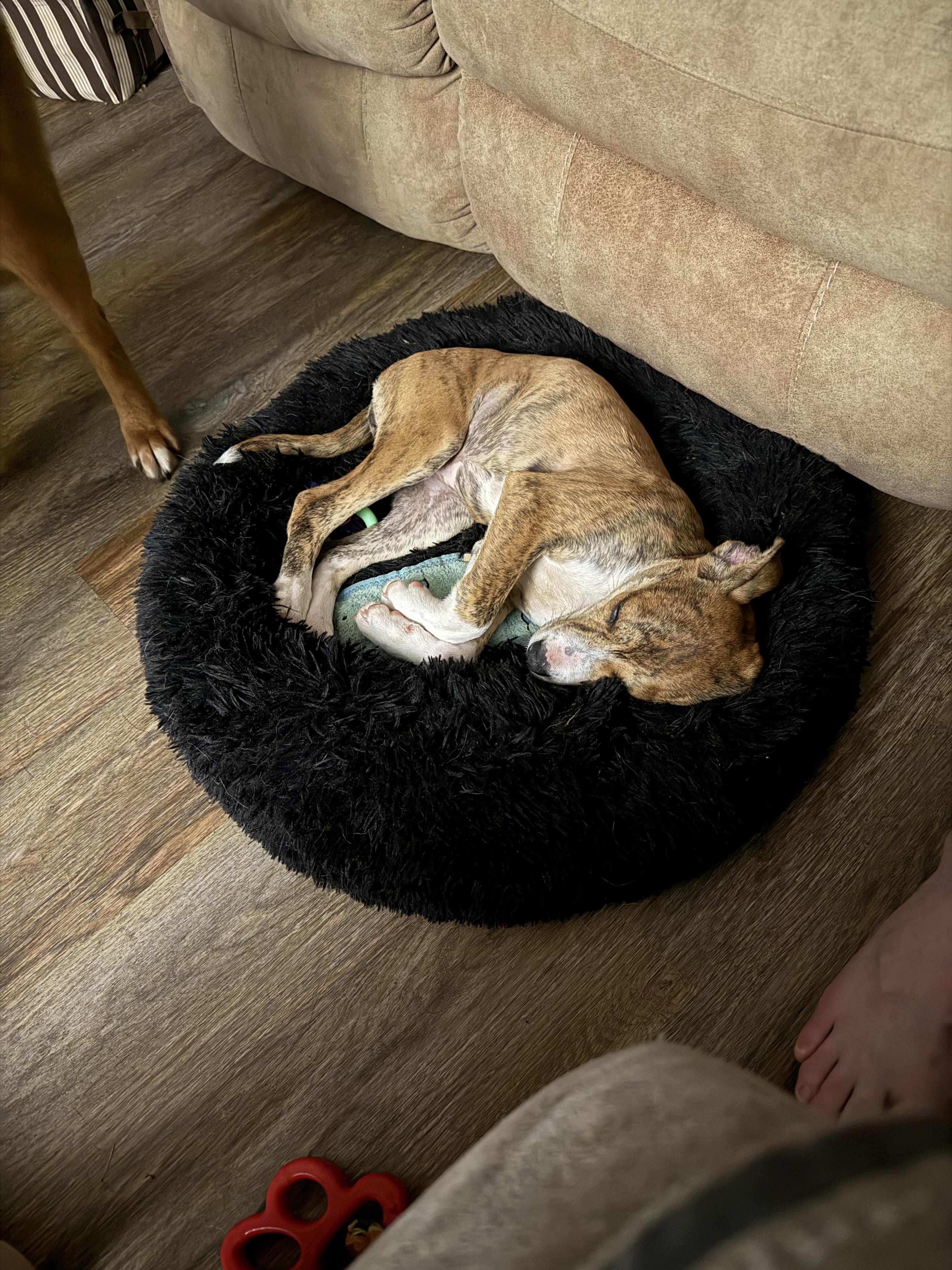Enlarge Jasmine, a ADOPTABLE mixed breed in Corydon, IN image 6/6