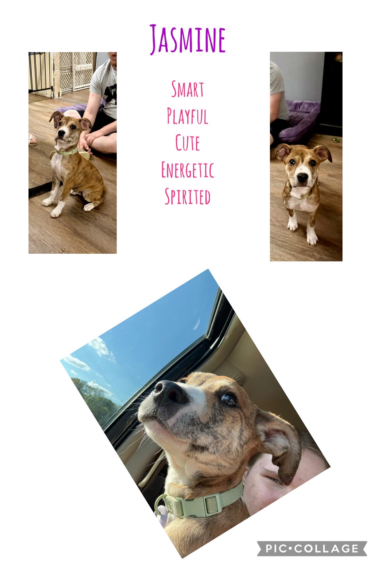 Jasmine, ADOPTABLE, Puppy Female Boxer.