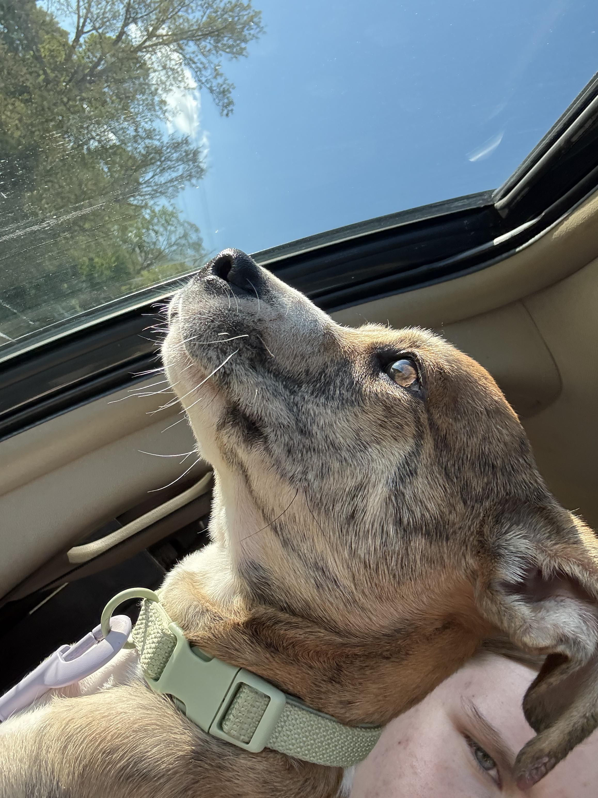 Enlarge Jasmine, a ADOPTABLE mixed breed in Corydon, IN image 4/6