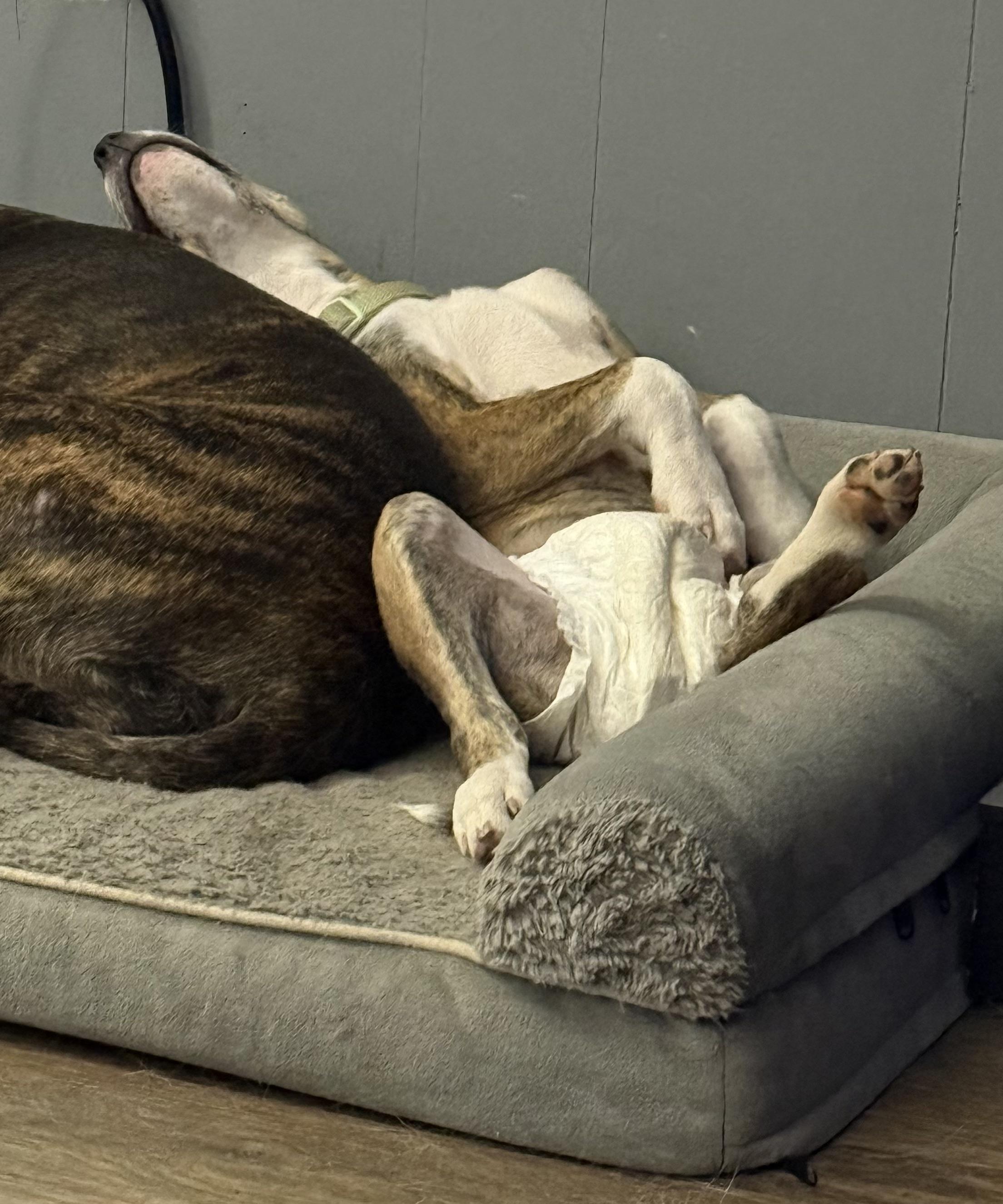 Enlarge Jasmine, a ADOPTABLE mixed breed in Corydon, IN image 5/6