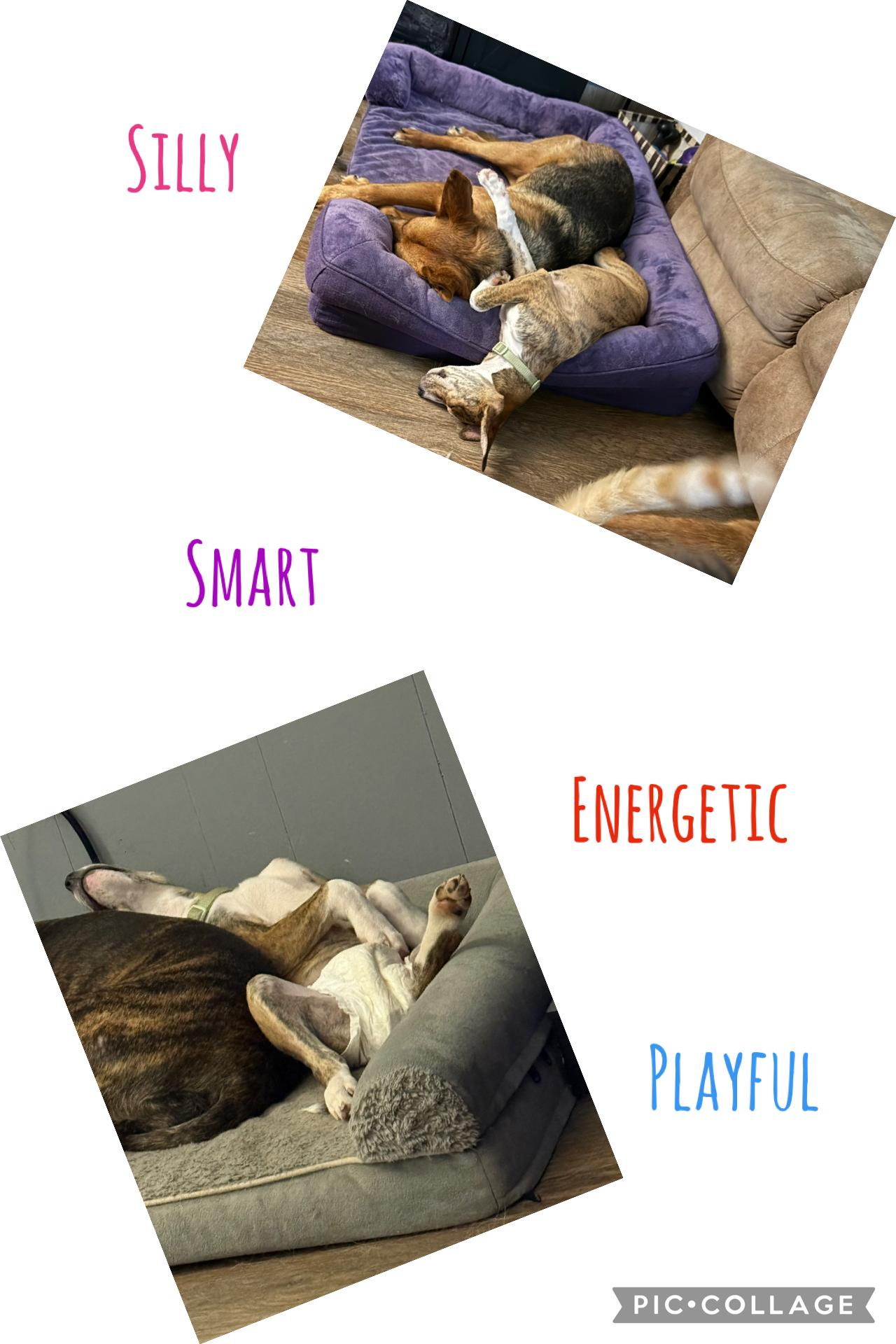 Enlarge Jasmine, a ADOPTABLE mixed breed in Corydon, IN image 3/6