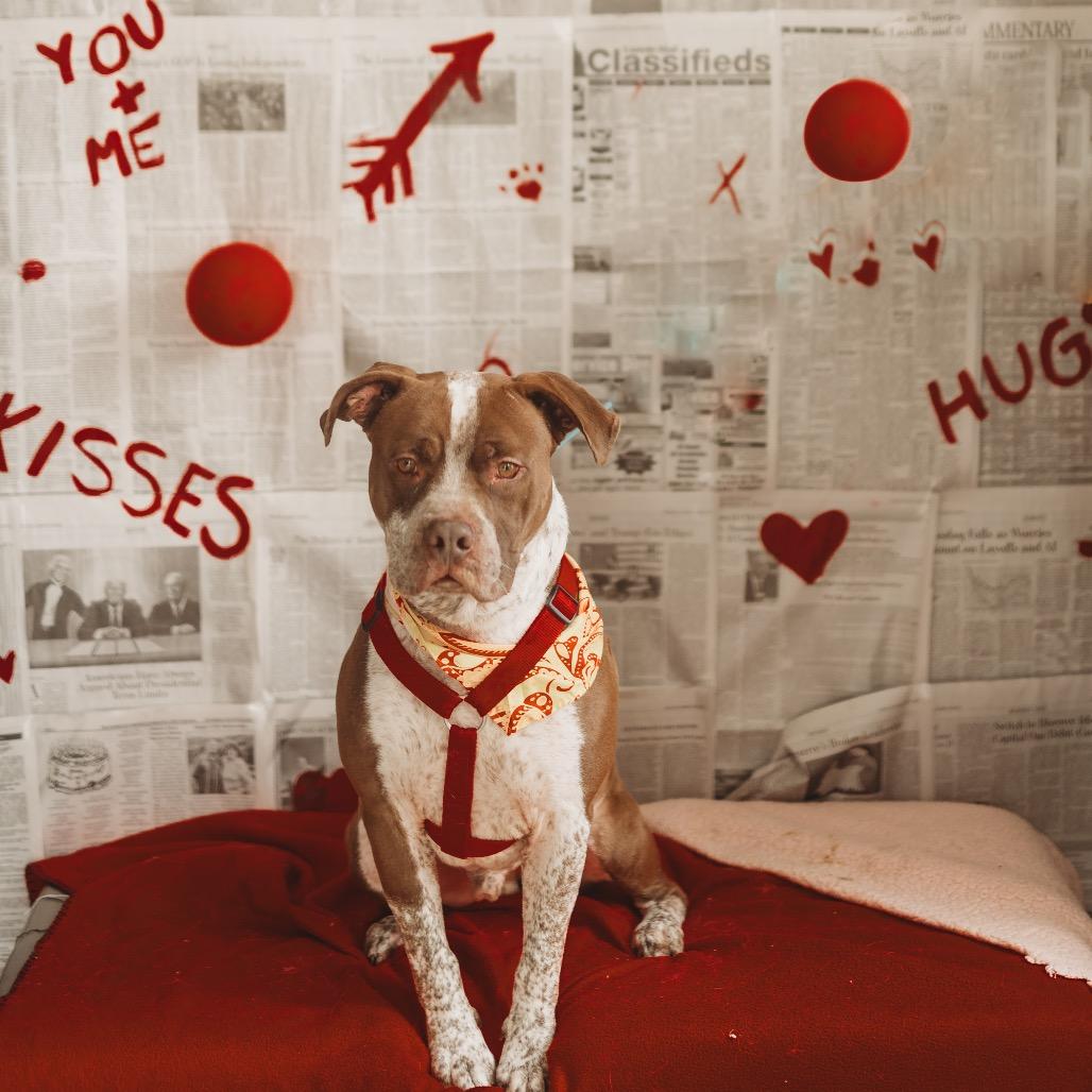 Upgrayedd, Adoptable, Adult Male Mixed Breed.