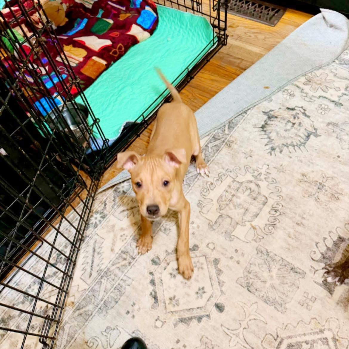 Enlarge Star, a ADOPTABLE mixed breed in North Dighton, MA image 2/2