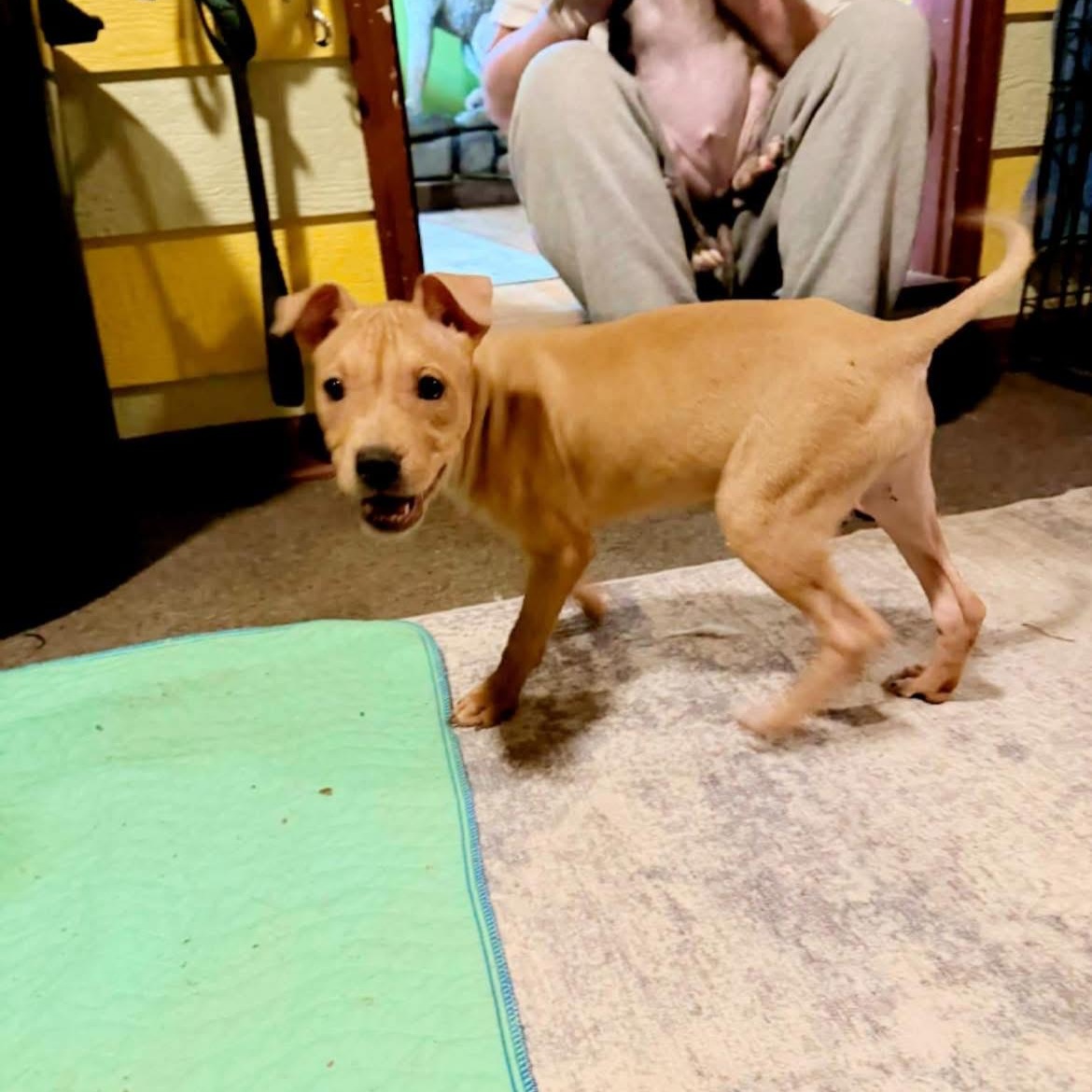 Enlarge Star, a ADOPTABLE mixed breed in North Dighton, MA image 1/2