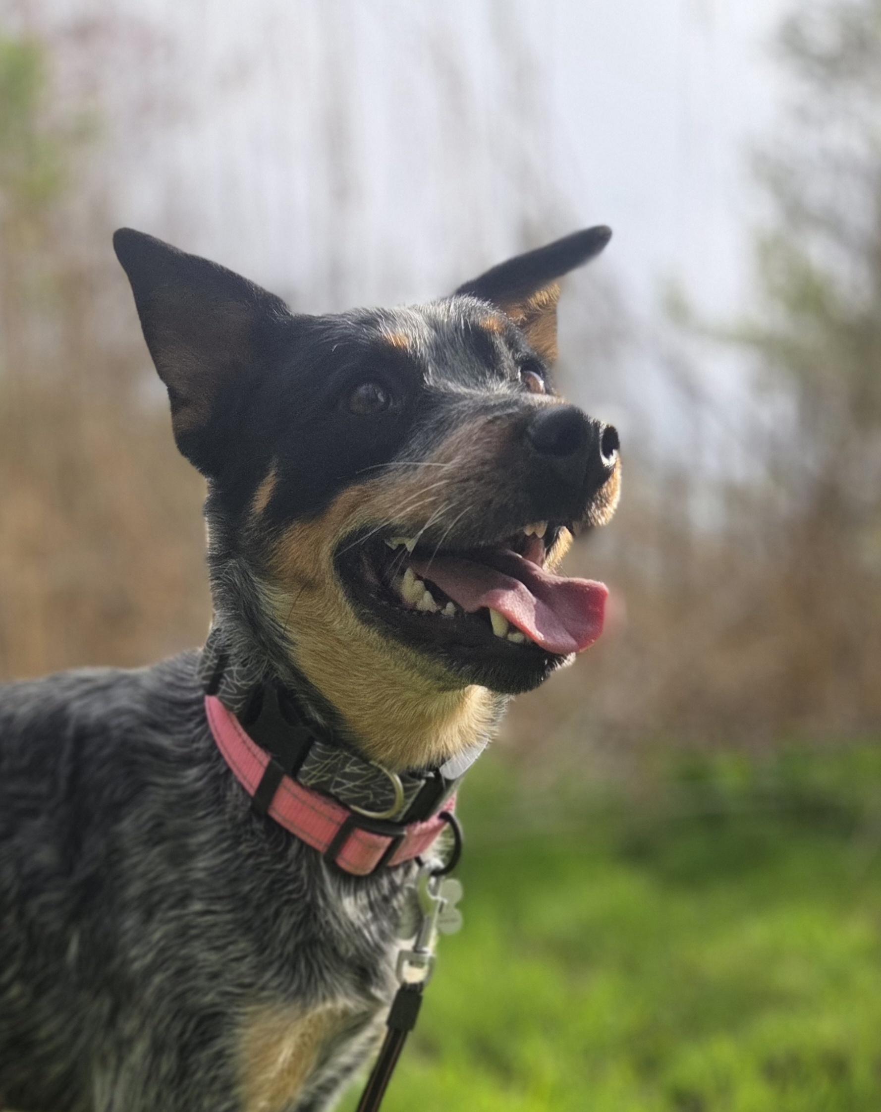 Enlarge Shire, an adopted Australian Cattle Dog / Blue Heeler in Pembroke, MA image 1/6