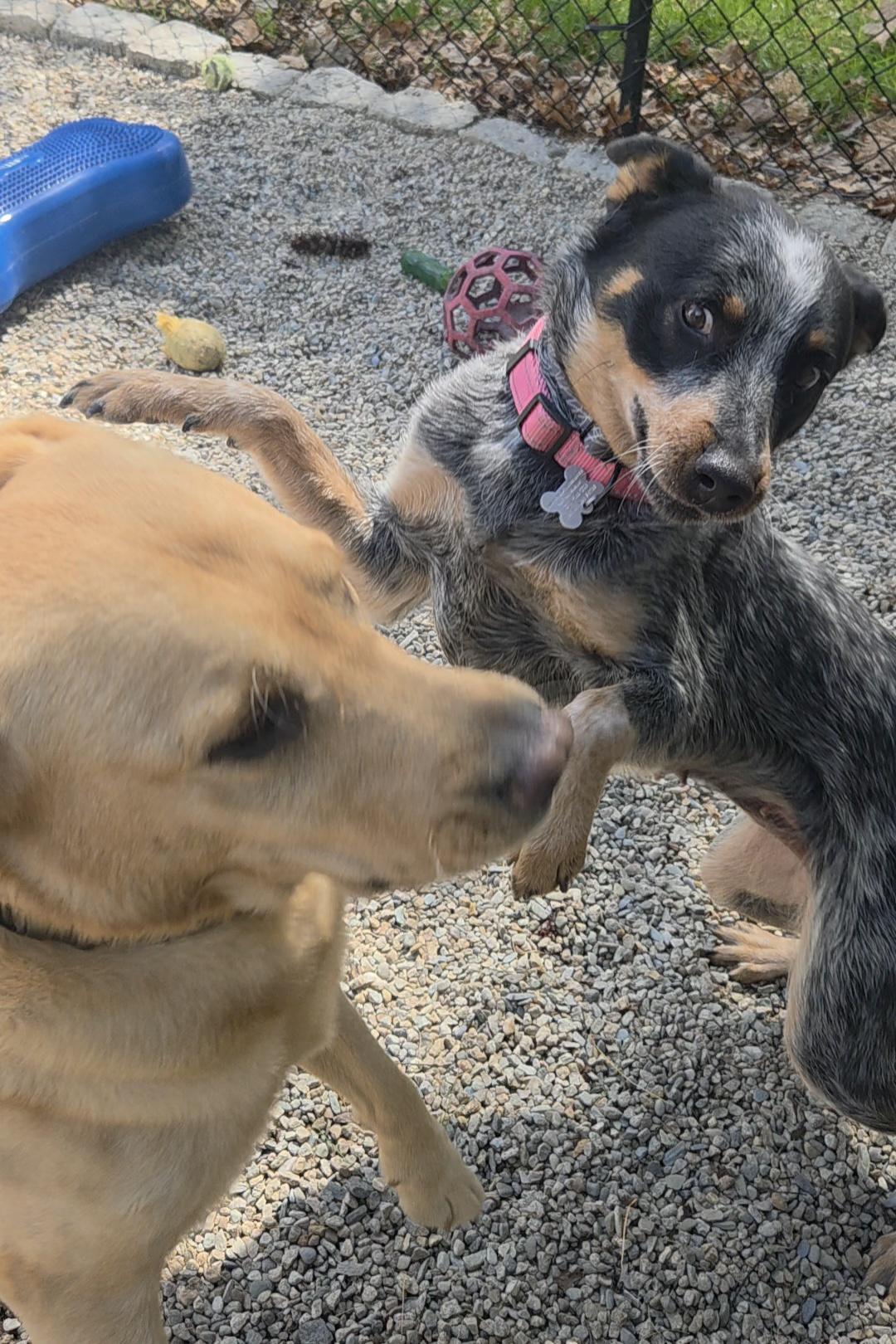 Enlarge Shire, an adopted Australian Cattle Dog / Blue Heeler in Pembroke, MA image 3/6