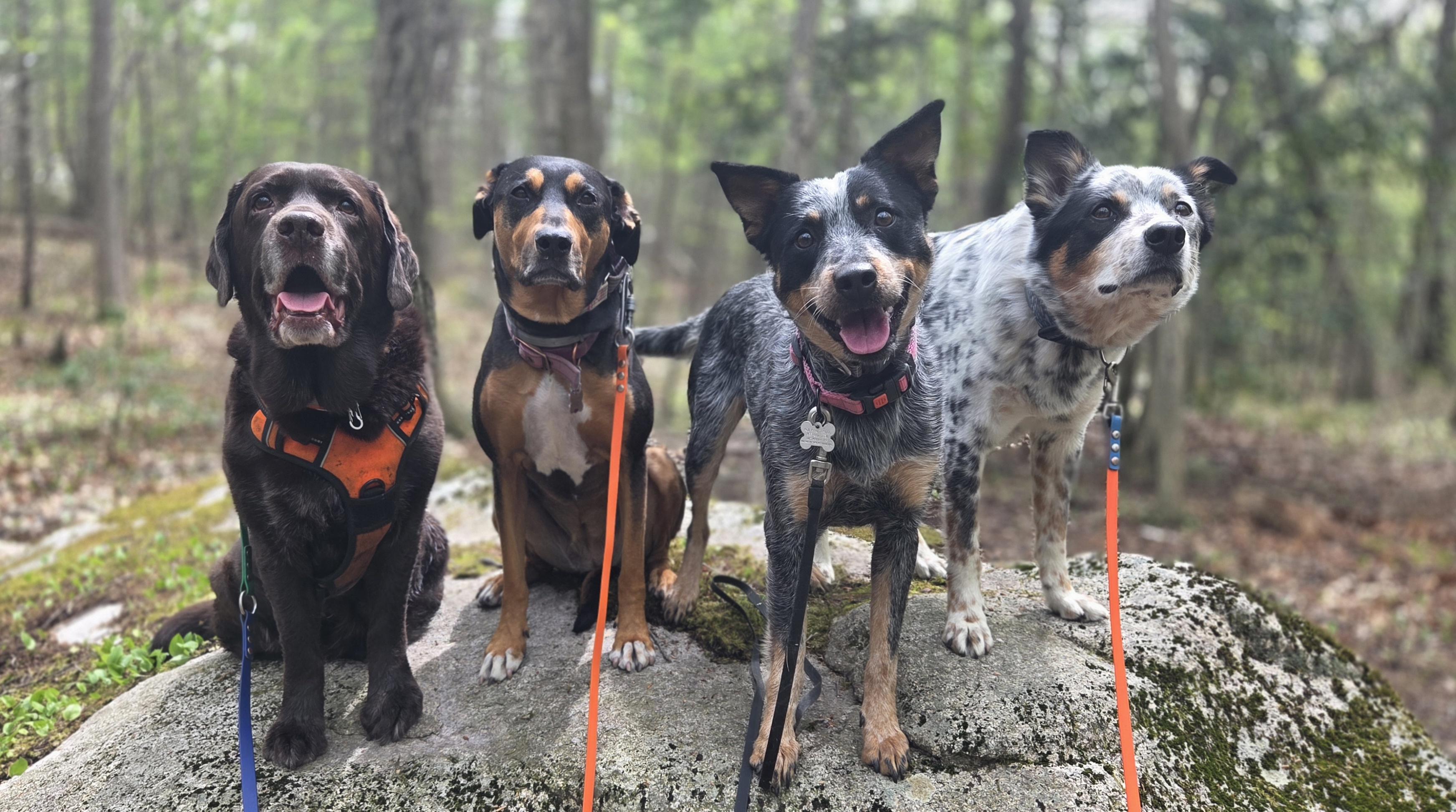 Enlarge Shire, an adopted Australian Cattle Dog / Blue Heeler in Pembroke, MA image 6/6