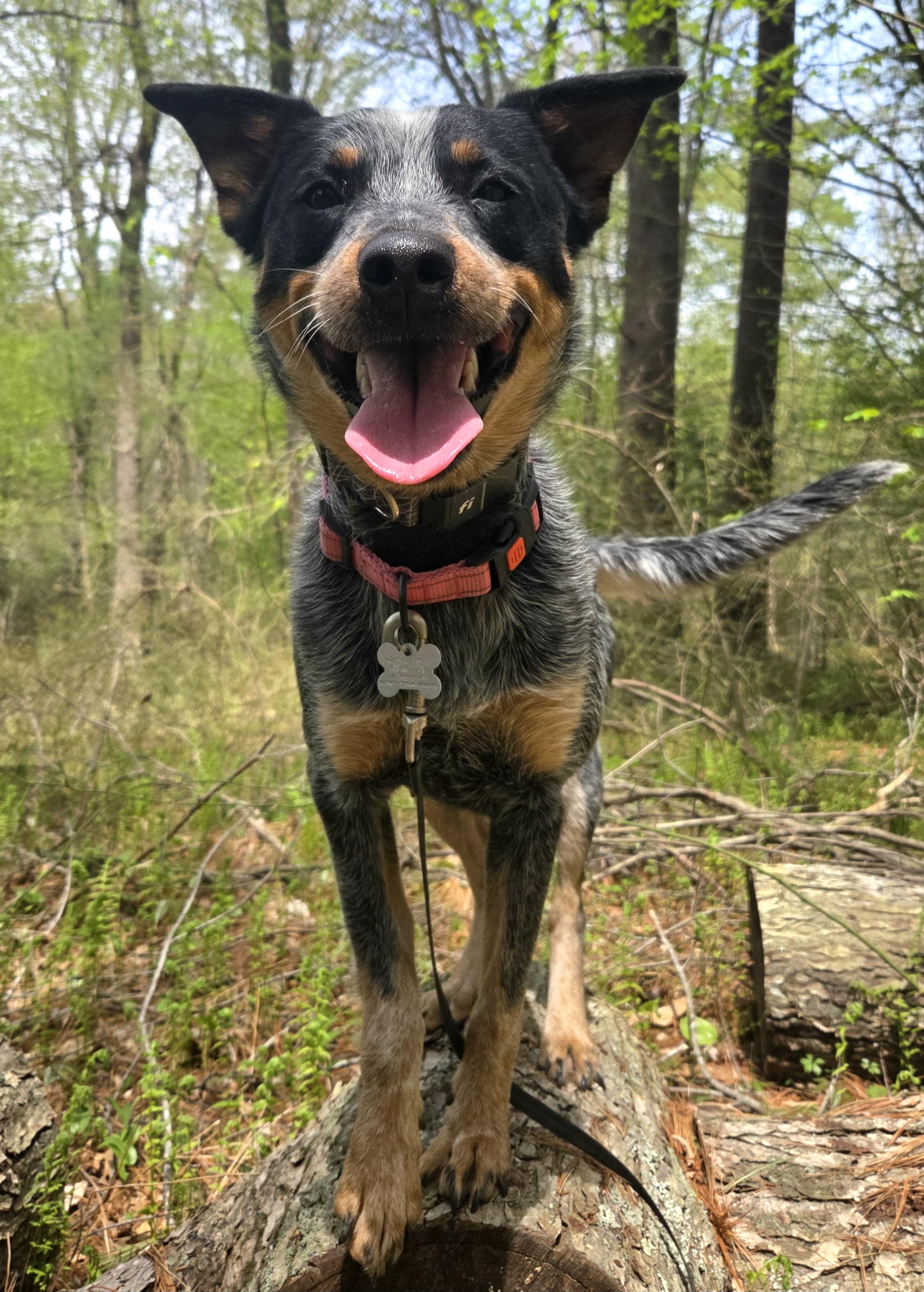 Enlarge Shire, an adopted Australian Cattle Dog / Blue Heeler in Pembroke, MA image 2/6