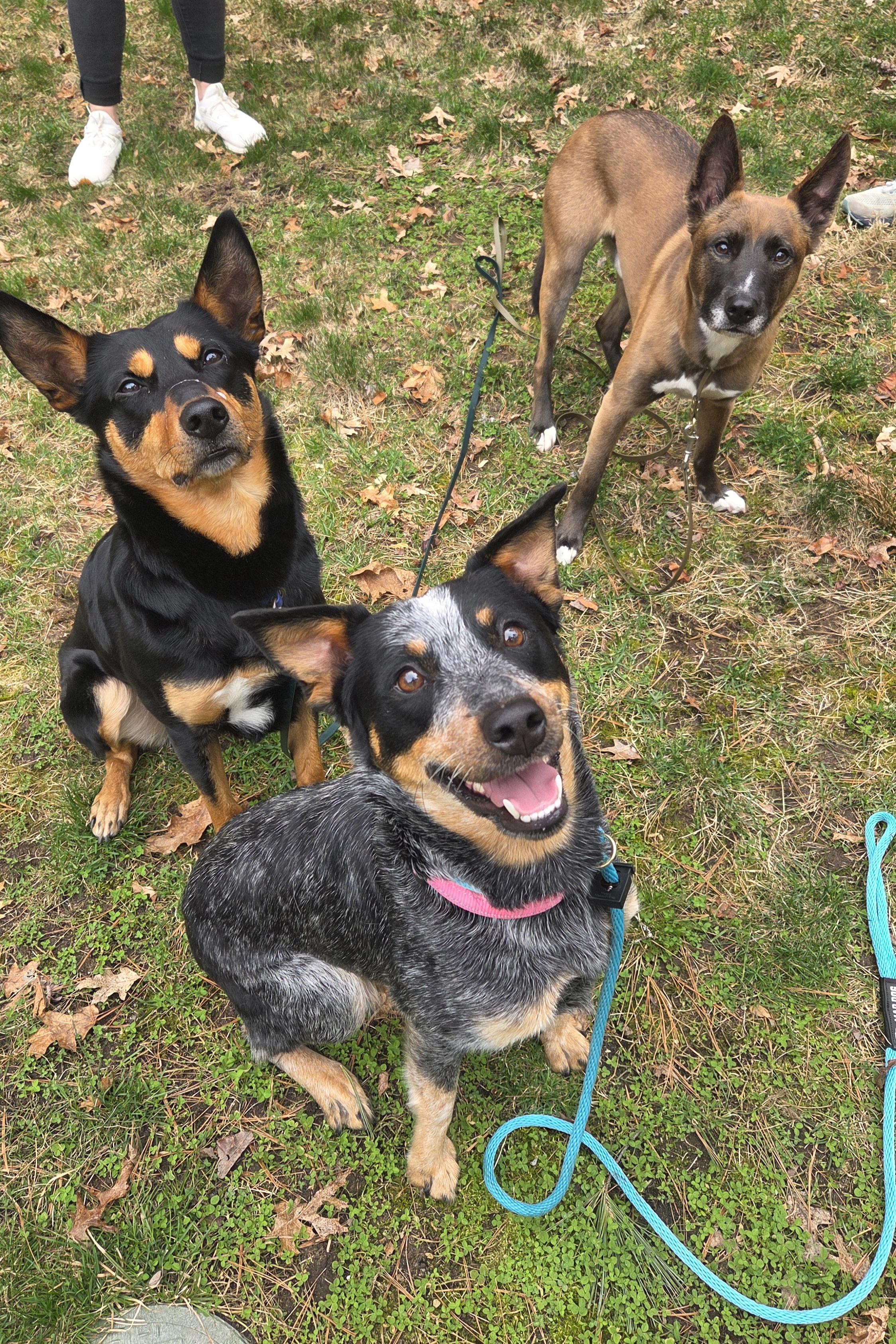 Enlarge Shire, an adopted Australian Cattle Dog / Blue Heeler in Pembroke, MA image 4/6