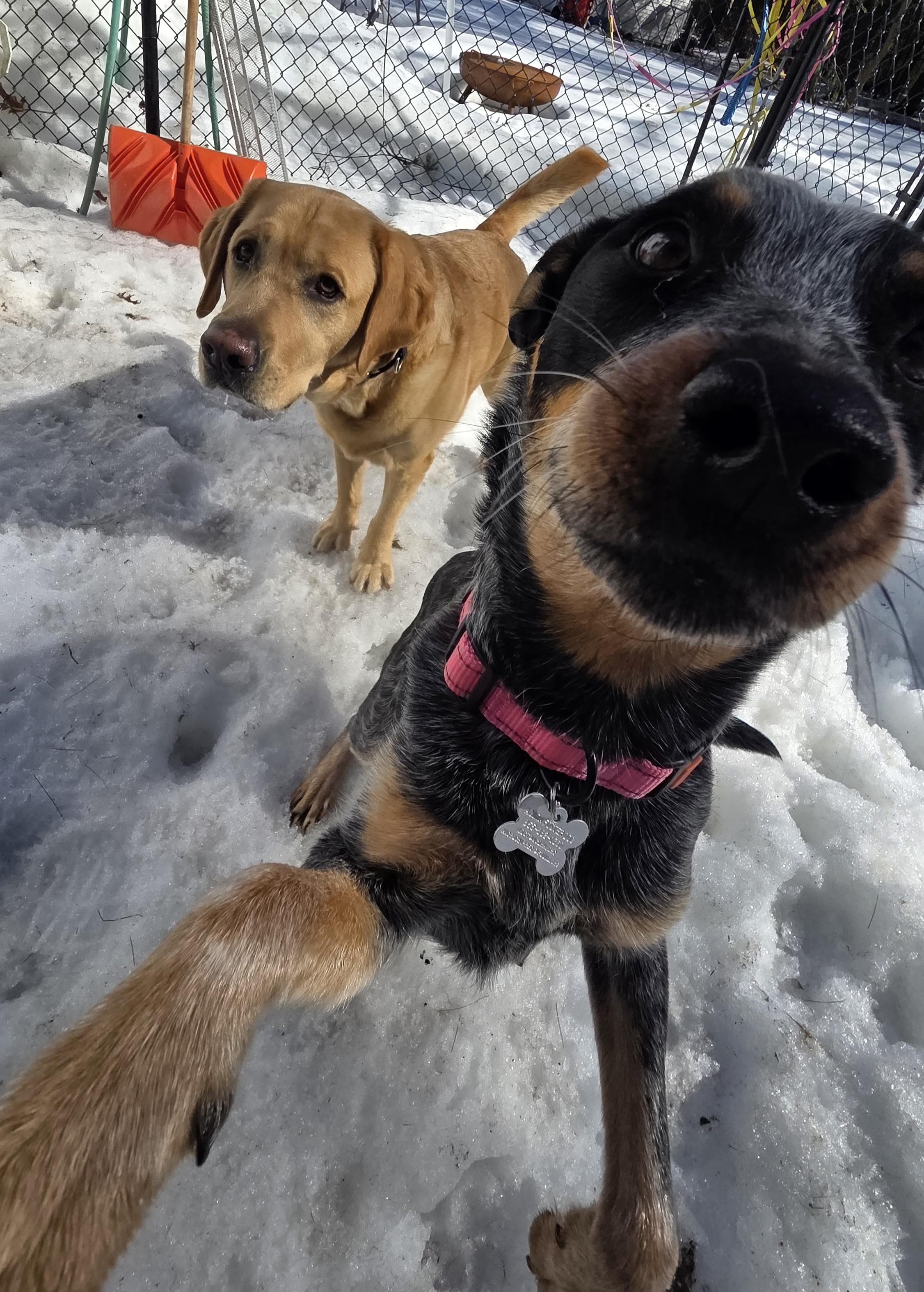 Enlarge Shire, an adopted Australian Cattle Dog / Blue Heeler in Pembroke, MA image 5/6