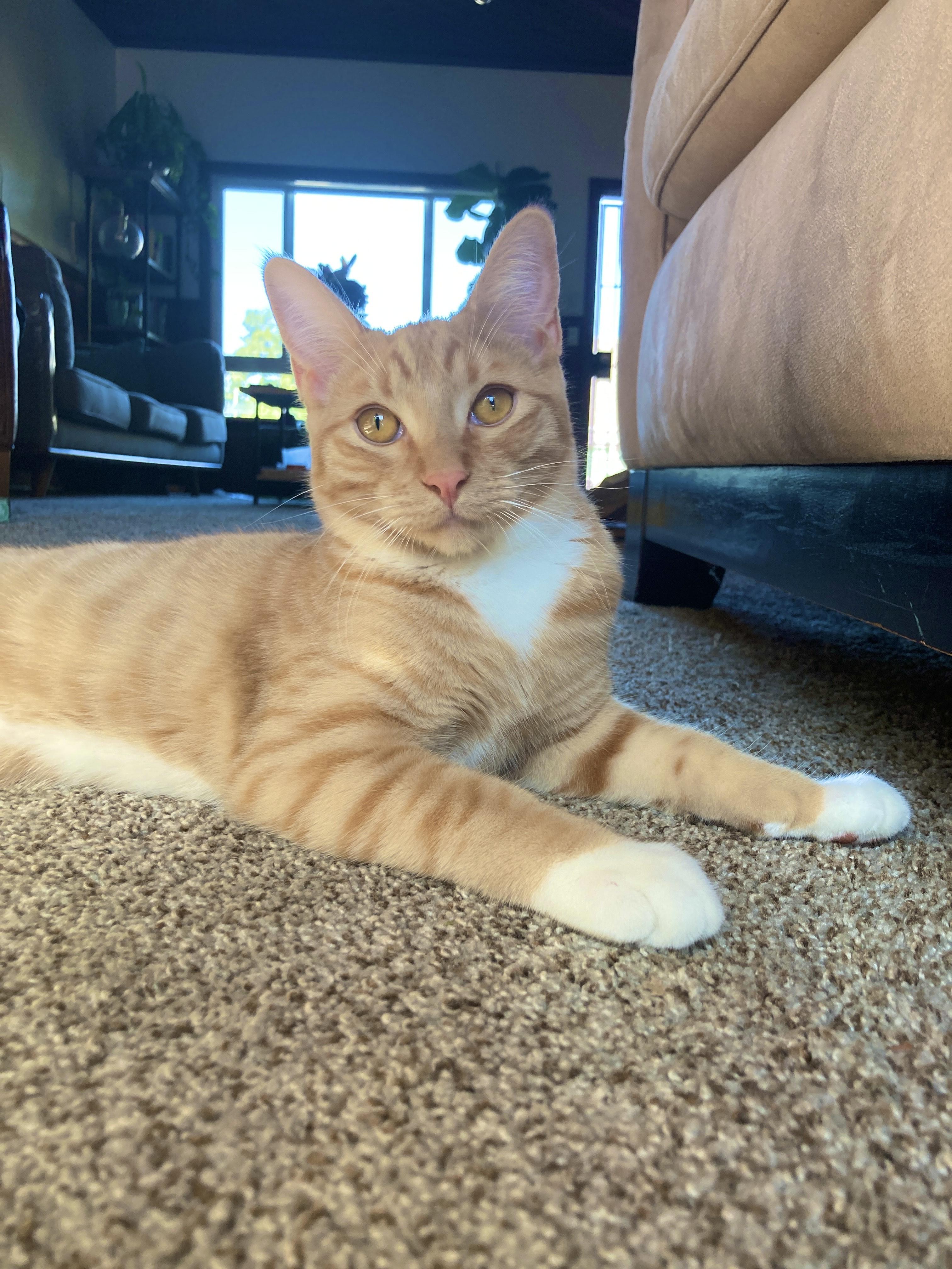 Enlarge Bobby (BONDED WITH CINDY), a Adoptable mixed breed in Tracy, CA image 5/6