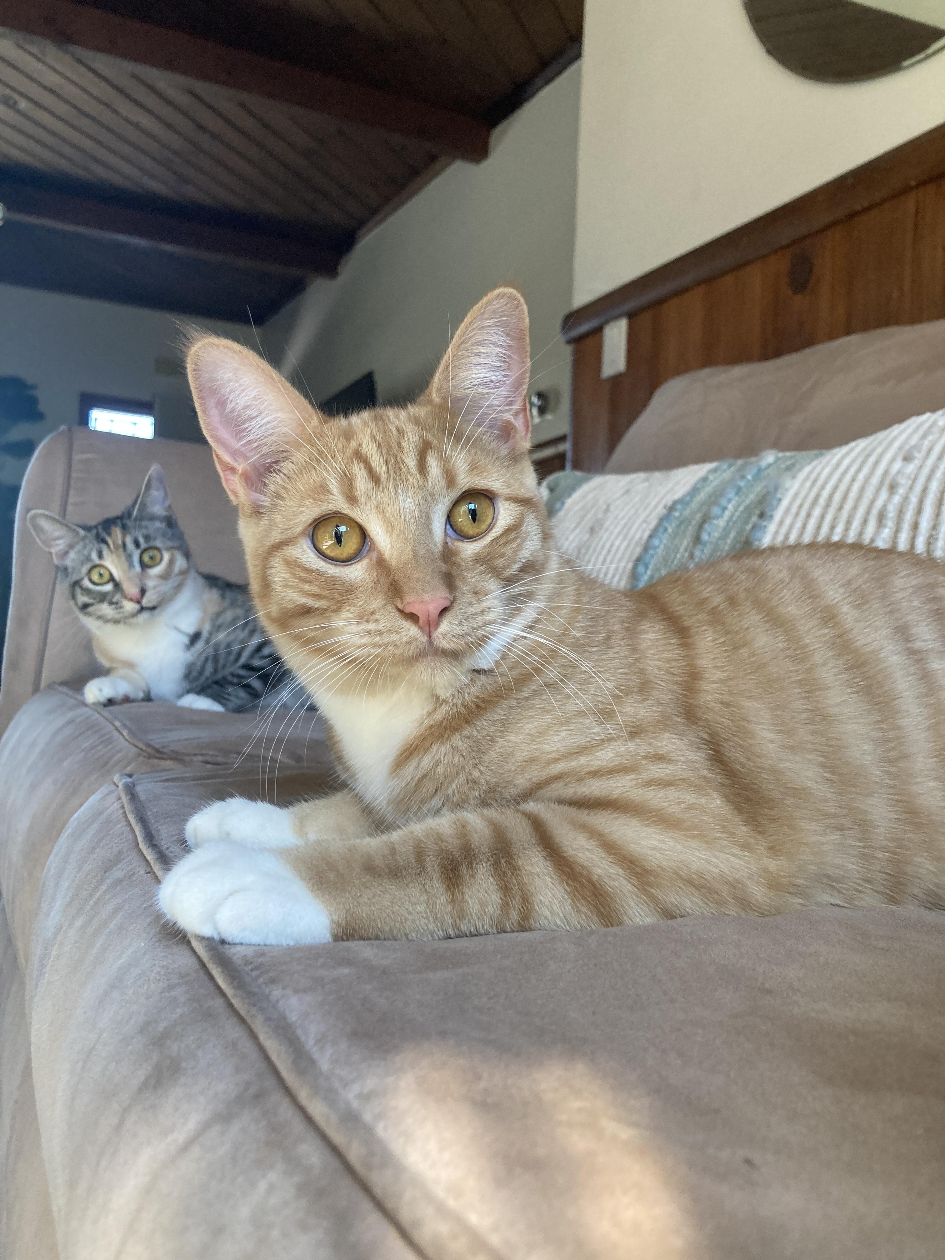 Enlarge Bobby (BONDED WITH CINDY), a Adoptable mixed breed in Tracy, CA image 6/6