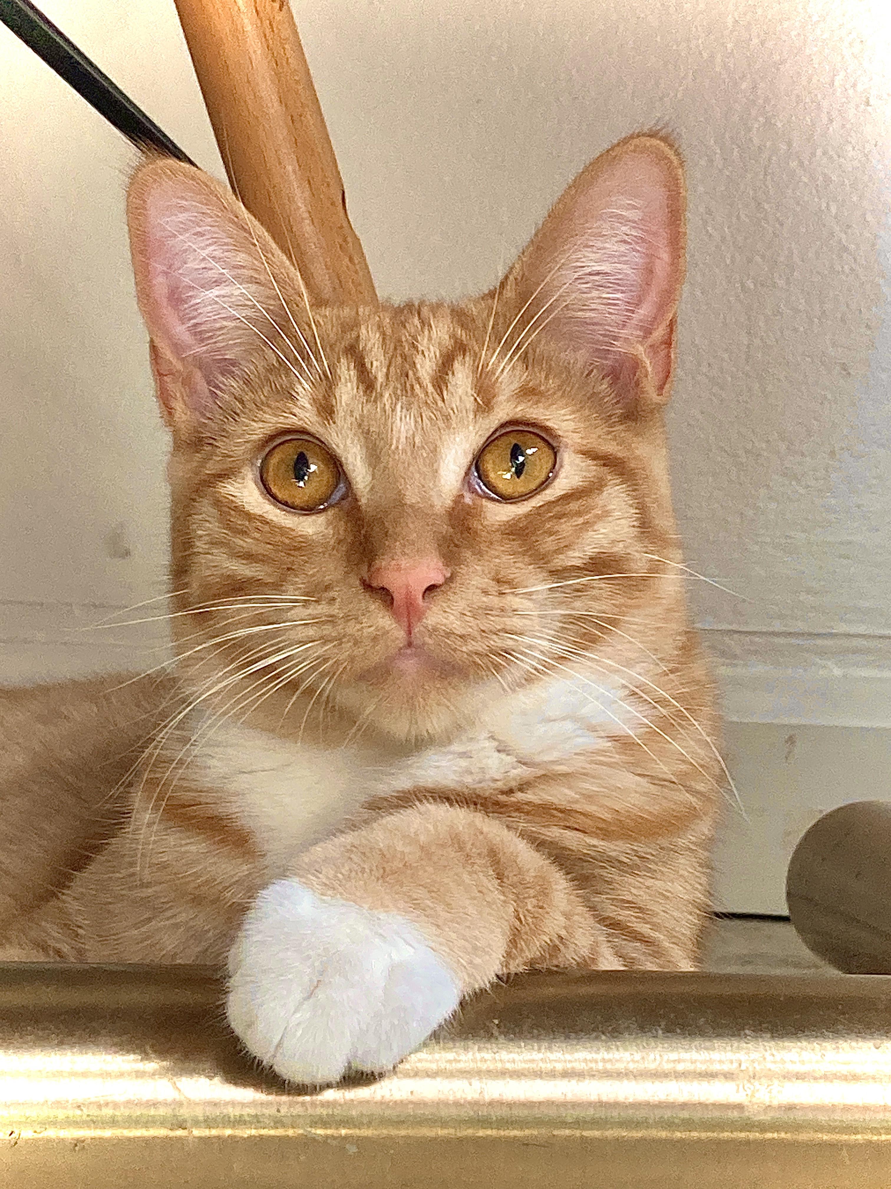 Enlarge Bobby (BONDED WITH CINDY), a Adoptable mixed breed in Tracy, CA image 5/6