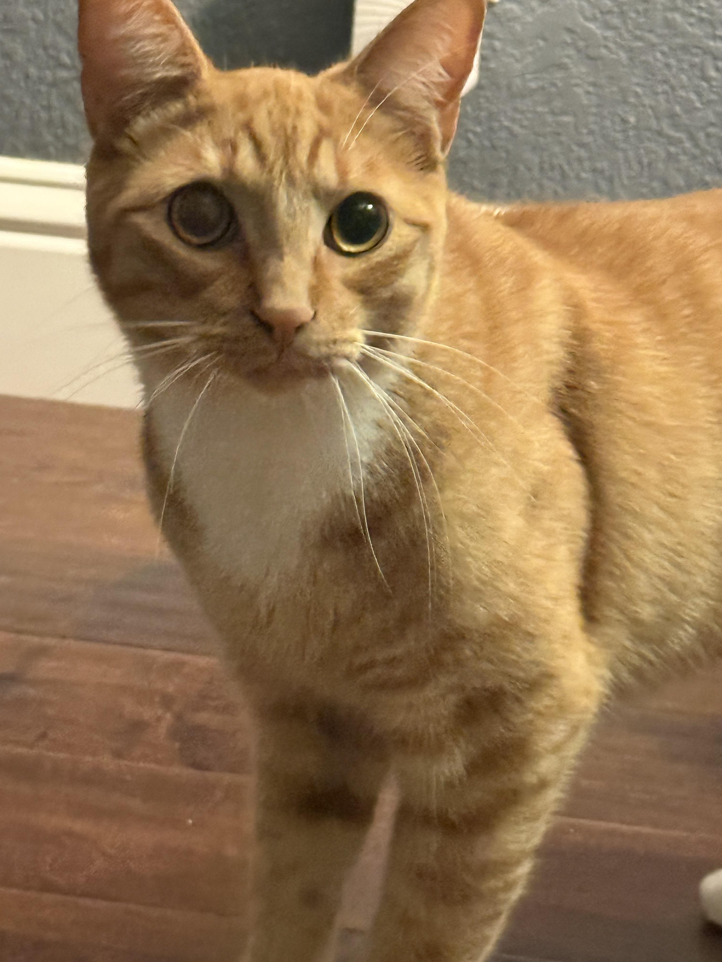 Enlarge Bobby (BONDED WITH CINDY), a Adoptable mixed breed in Tracy, CA image 6/6