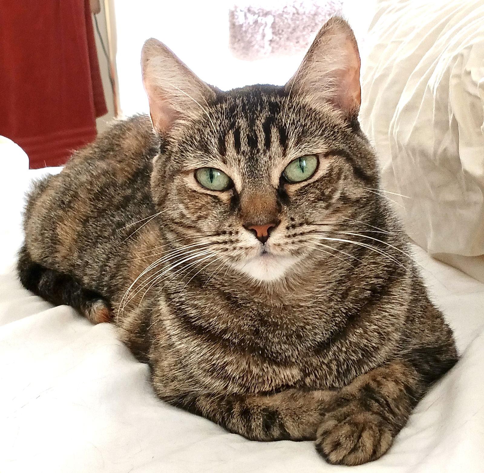 Enlarge Peacock, a Adoptable Tabby in Scottsdale, AZ image 1/2
