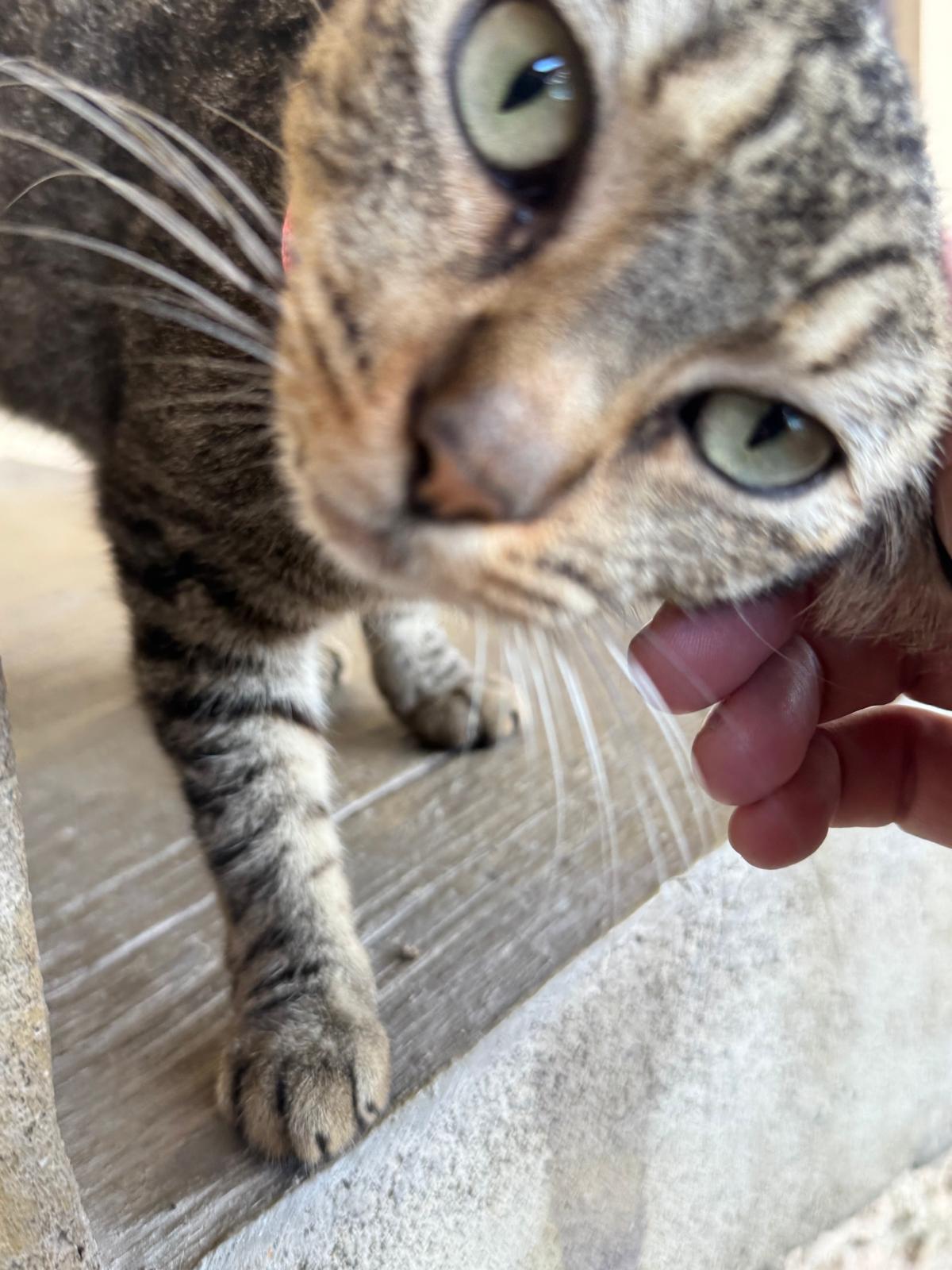 Enlarge Cleo, a Adopted Tabby in San Francisco, CA image 3/4