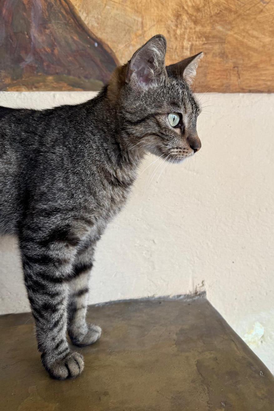 Enlarge Cleo, a Adopted Tabby in San Francisco, CA image 2/4