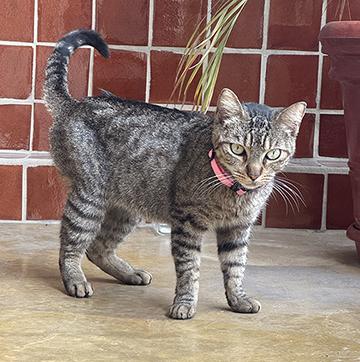 Enlarge Cleo, a Adopted Tabby in San Francisco, CA image 1/4