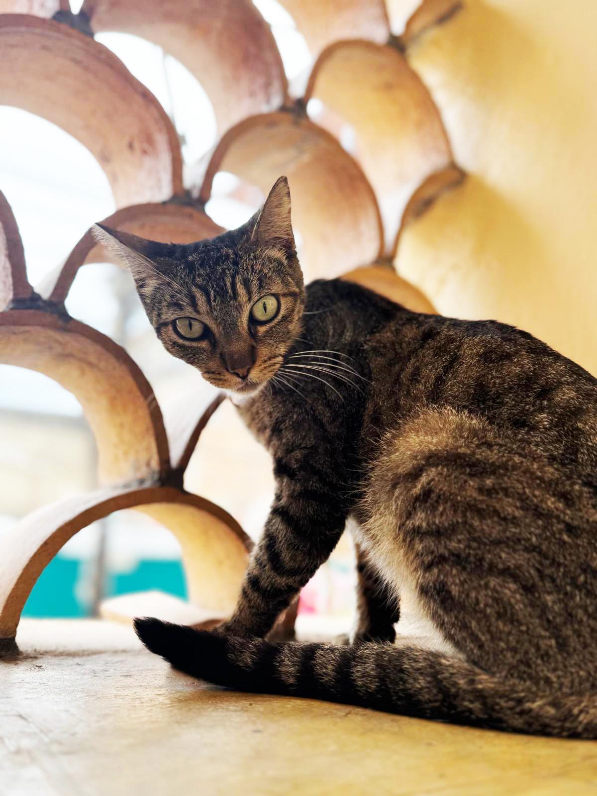 Enlarge Cleo, a Adopted Tabby in San Francisco, CA image 4/4