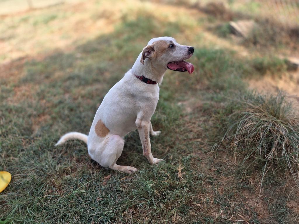 Rip, Adoptable, Young Male Labrador Retriever.