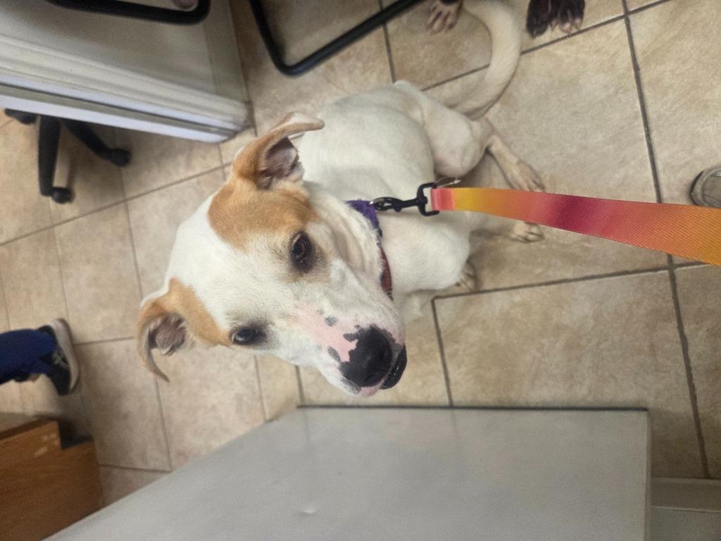 Enlarge Rip, a Adoptable mixed breed in Gilmer, TX image 2/4