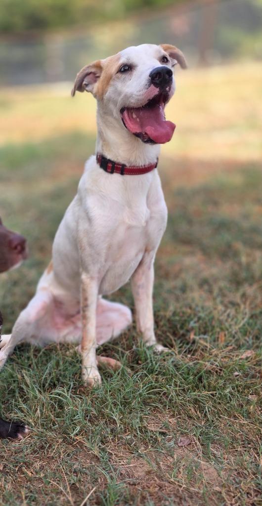 Enlarge Rip, a Adoptable mixed breed in Gilmer, TX image 3/4