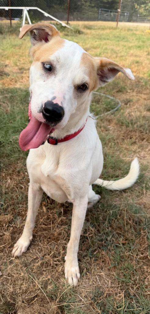 Enlarge Rip, a Adoptable mixed breed in Gilmer, TX image 4/4