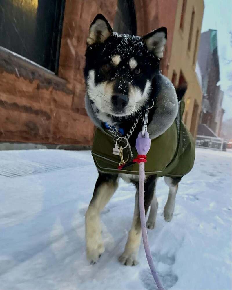 Nana, Adoptable, Adult Female Jindo.