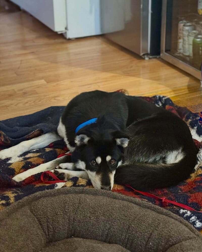 Nana, a Adoptable mixed breed in Long Island City, NY image 2/5