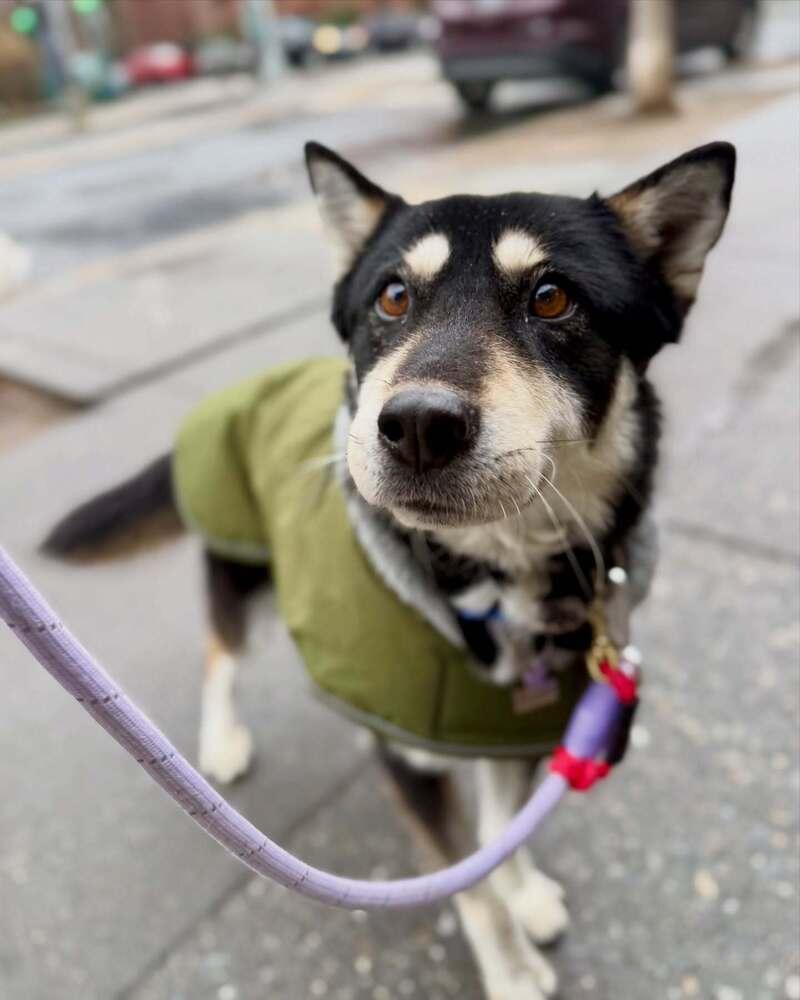 Nana, a Adoptable mixed breed in Long Island City, NY image 3/5