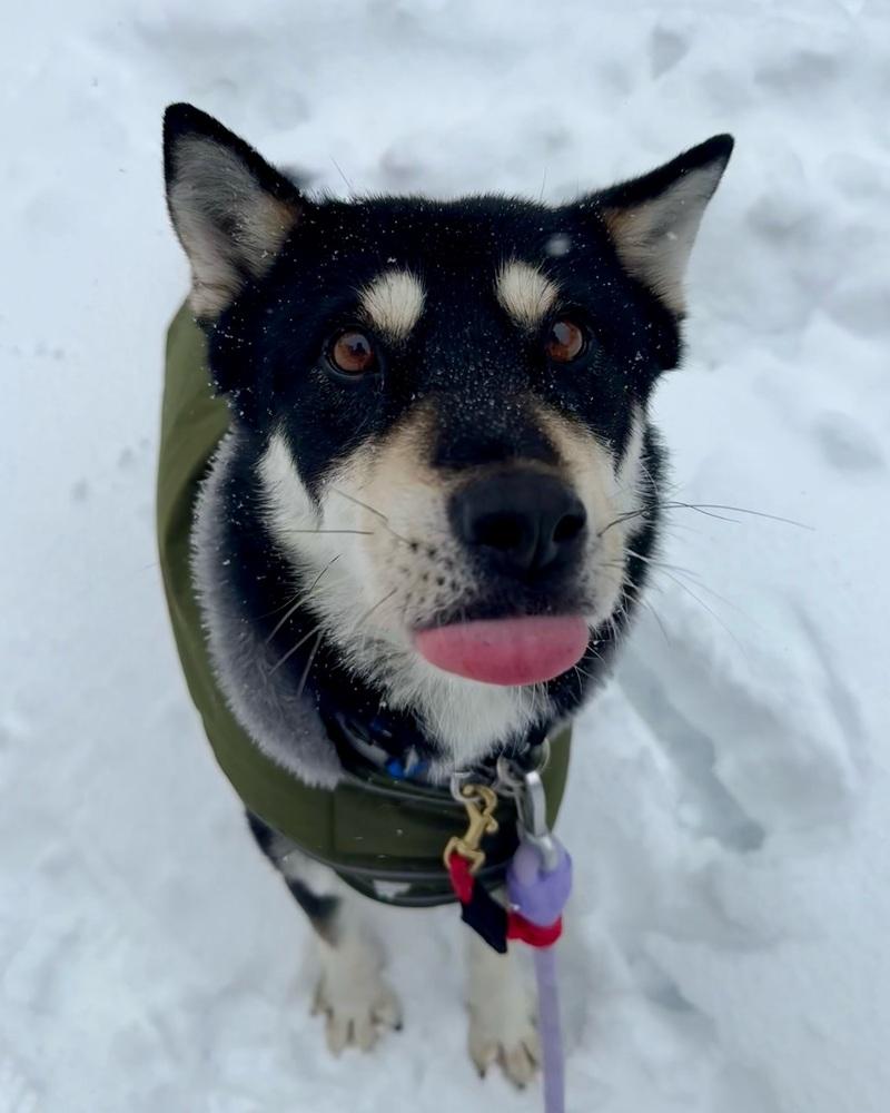Nana, a Adoptable mixed breed in Long Island City, NY image 4/5