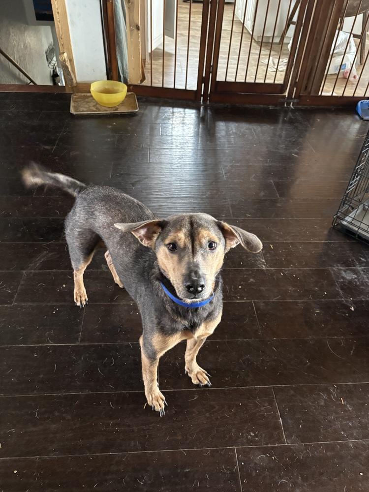 Enlarge Hank, a Adoptable mixed breed in New Braunfels, TX image 1/1