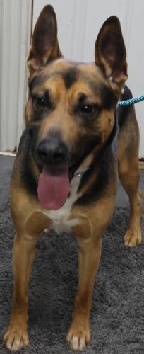 Poncho, Adoptable, Adult Male Shepherd.