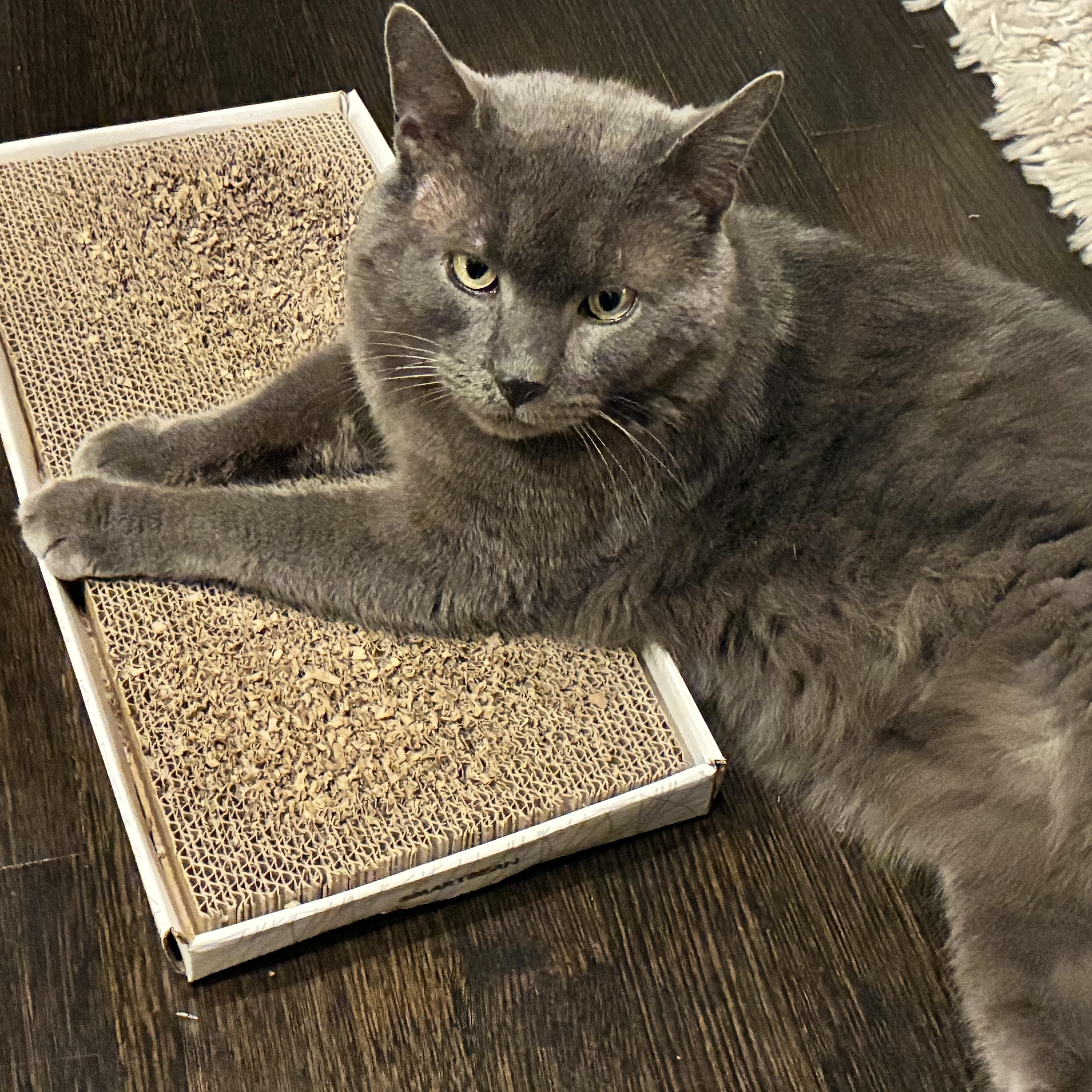 Enlarge Marzipan Pig, the head- butting lap-cat who needs to be with you!, a Adoptable Domestic Short Hair in New Paltz, NY image 4/4